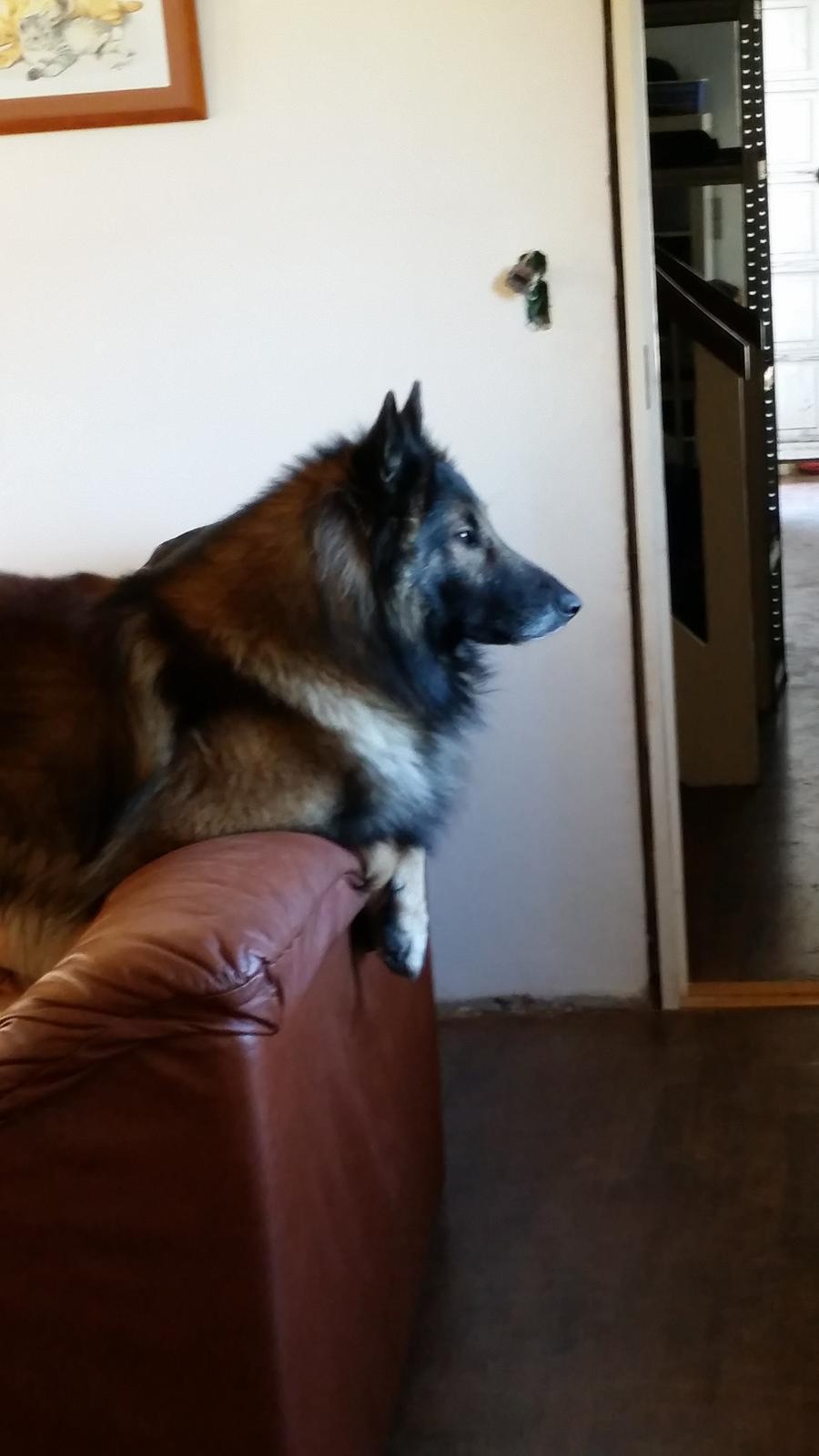 Tervueren Aabos Daniel, Monty billede 20