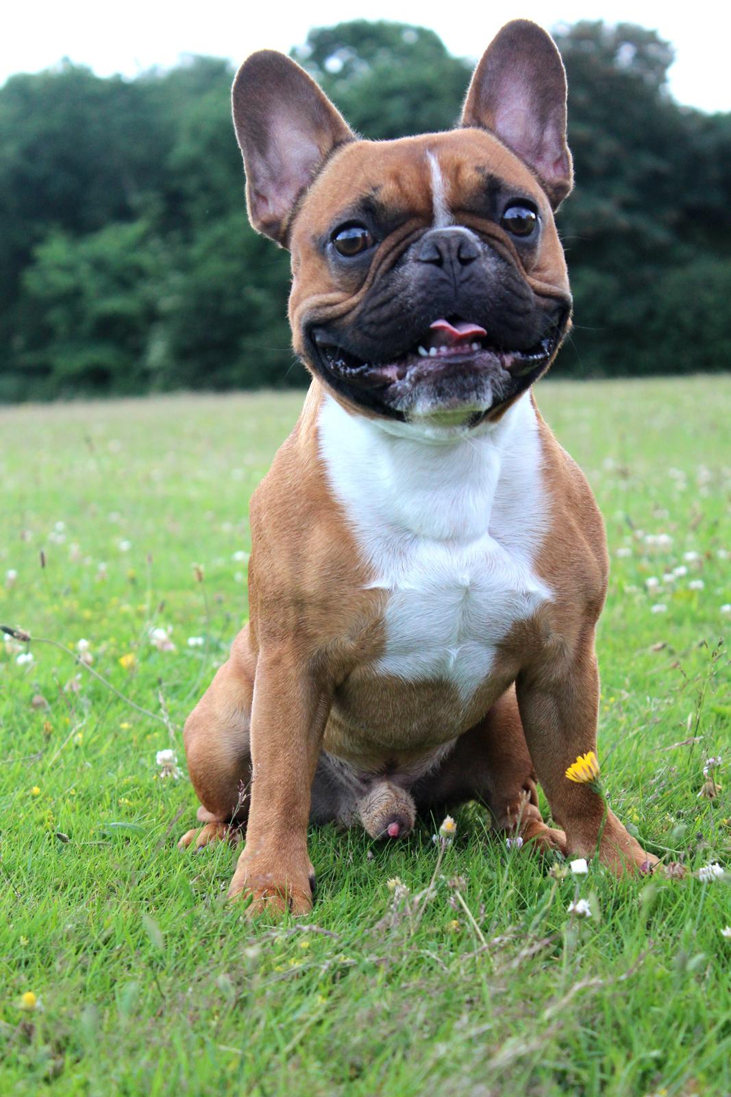 Fransk bulldog Arnold - 9/7 2015 billede 11