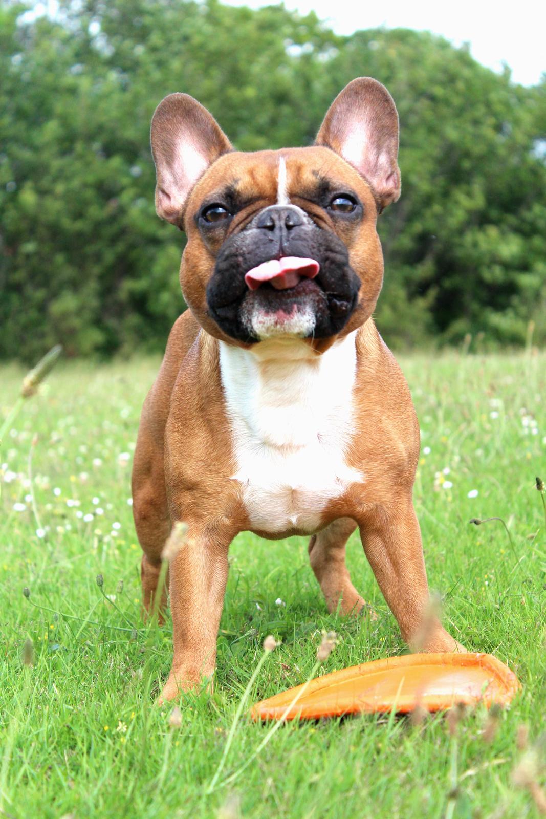 Fransk bulldog Arnold billede 13