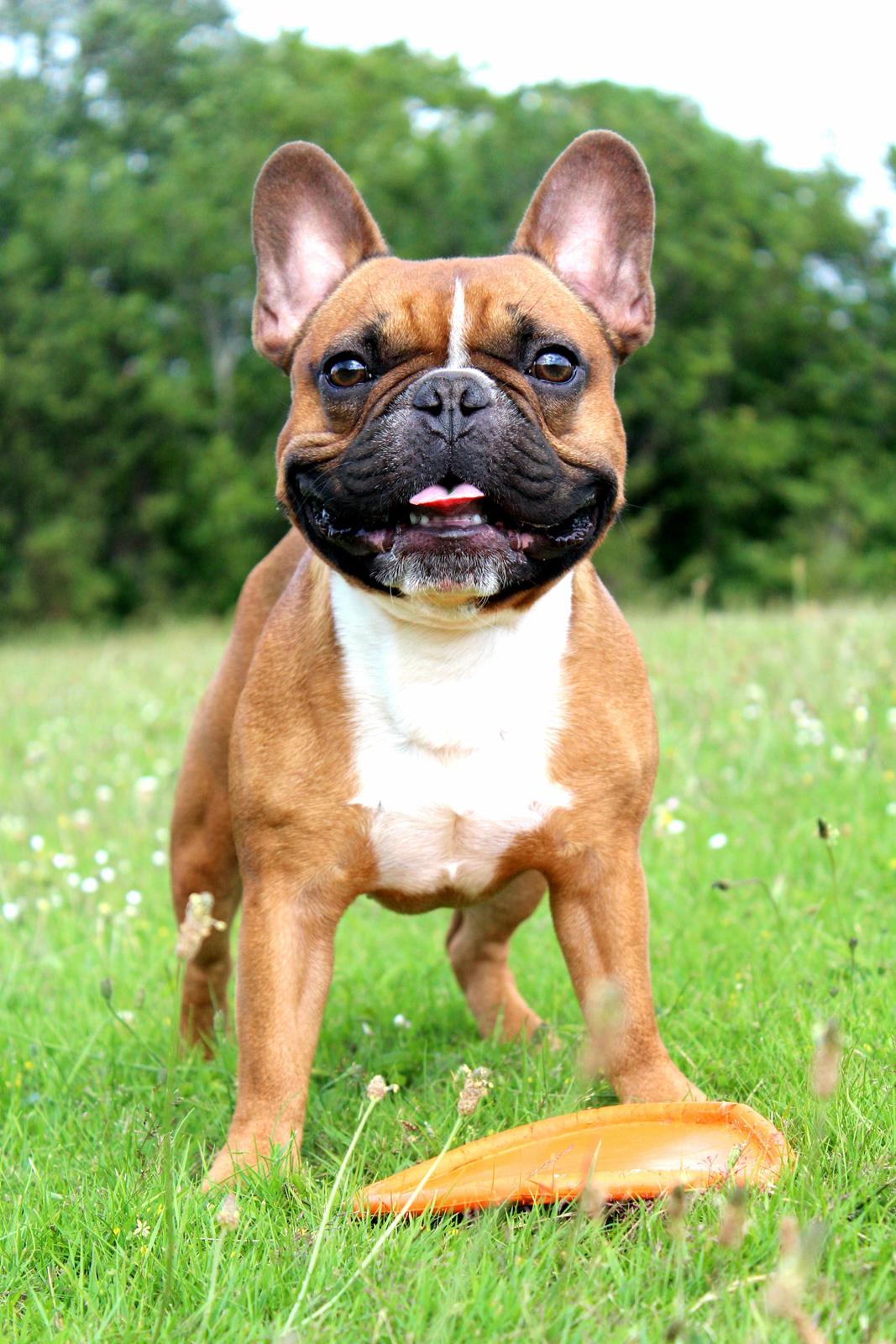 Fransk bulldog Arnold billede 10