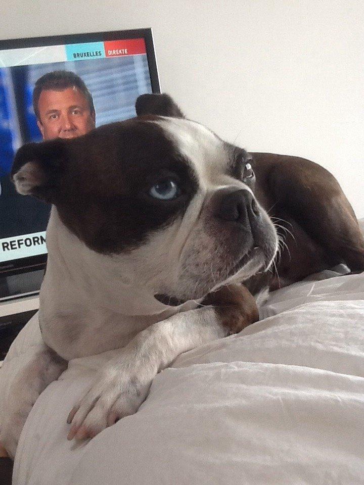 Boston terrier Aibo billede 7