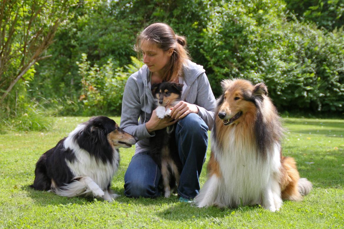 Collie langhåret Sapphiresky Let Fate Decide "Saga" - Saga sammen med hendes opdrætter Stephanie i Sverige og hendes hundemor Blomma (tricolour) og hendes hundefar Royal (shaded zobel) billede 11