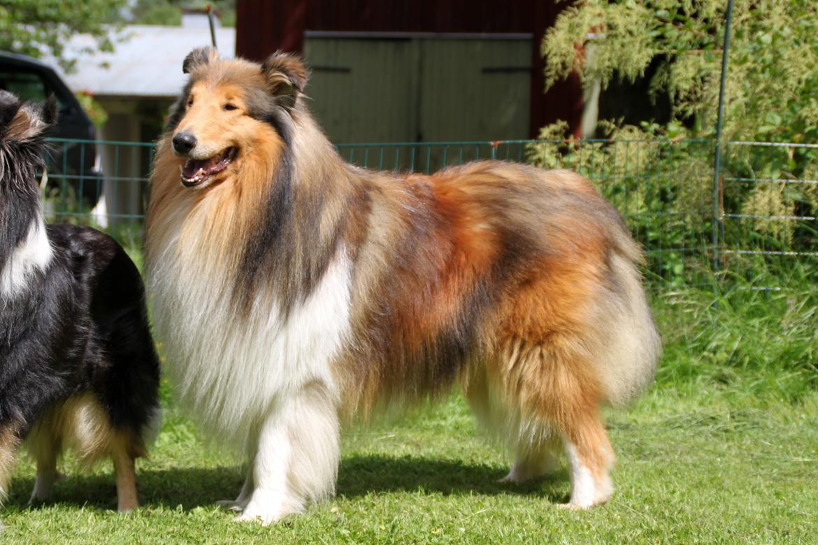 Collie langhåret Sapphiresky Let Fate Decide "Saga" - Sagas far Steadwyn Majestic Classical "Royal" verdensvinder 2014, international champion, nordisk vinder, dansk, finsk, norsk, lettisk og estisk champion. billede 12