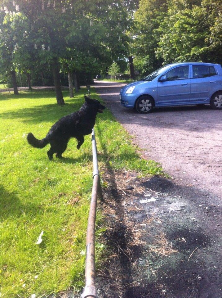 Schæferhund Alba billede 1