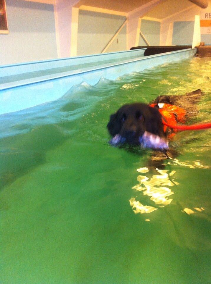 Schæferhund Alba billede 3