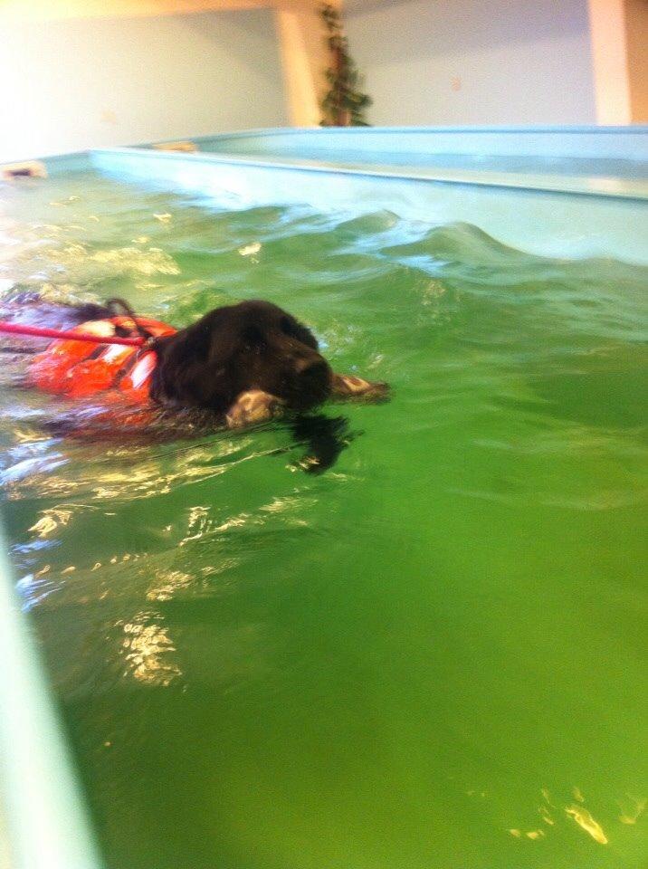 Schæferhund Alba billede 4