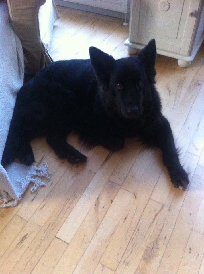 Schæferhund Alba billede 7