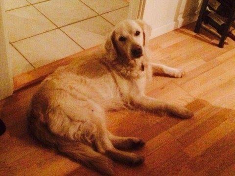 Golden retriever R.I.P Bjørslev's Cameron Diaz/silke billede 2