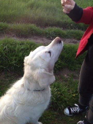 Golden retriever R.I.P Bjørslev's Cameron Diaz/silke billede 1