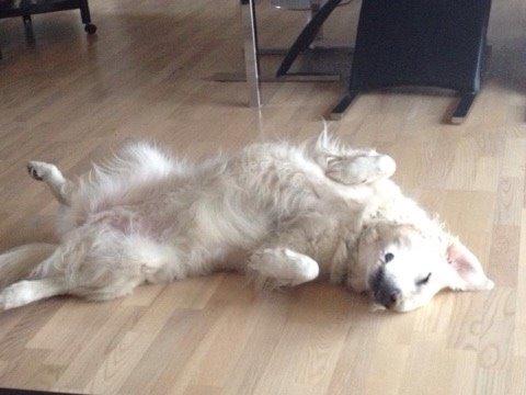 Golden retriever R.I.P Bjørslev's Cameron Diaz/silke billede 3