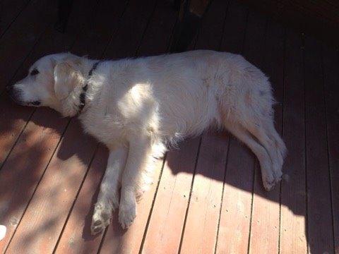 Golden retriever R.I.P Bjørslev's Cameron Diaz/silke billede 4