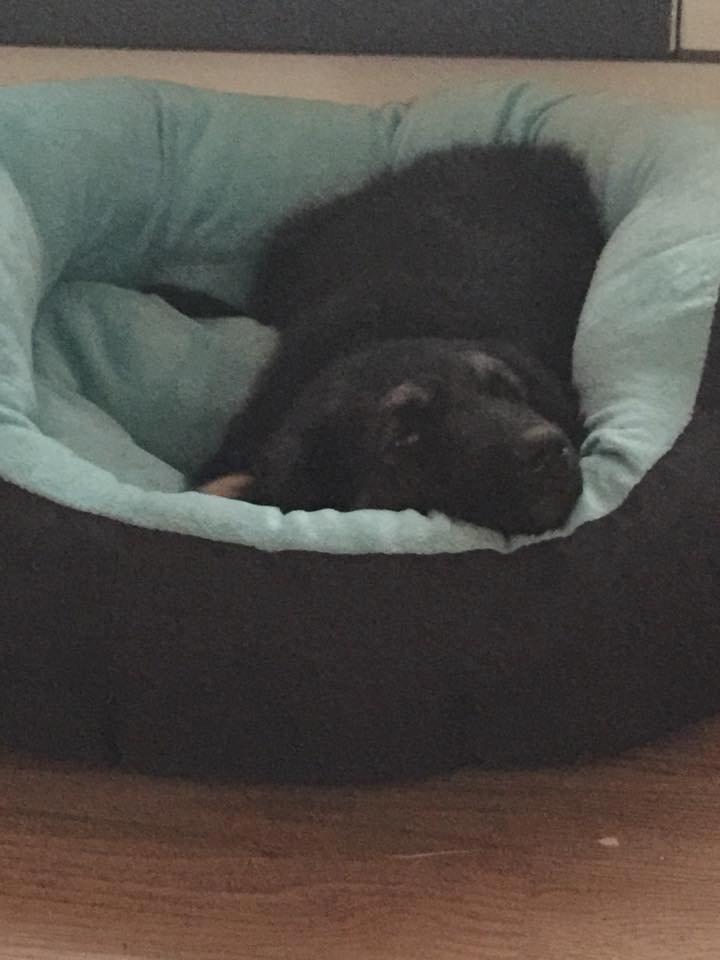 Blanding af racer Balou billede 5