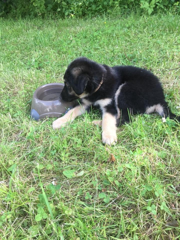 Blanding af racer Balou billede 3