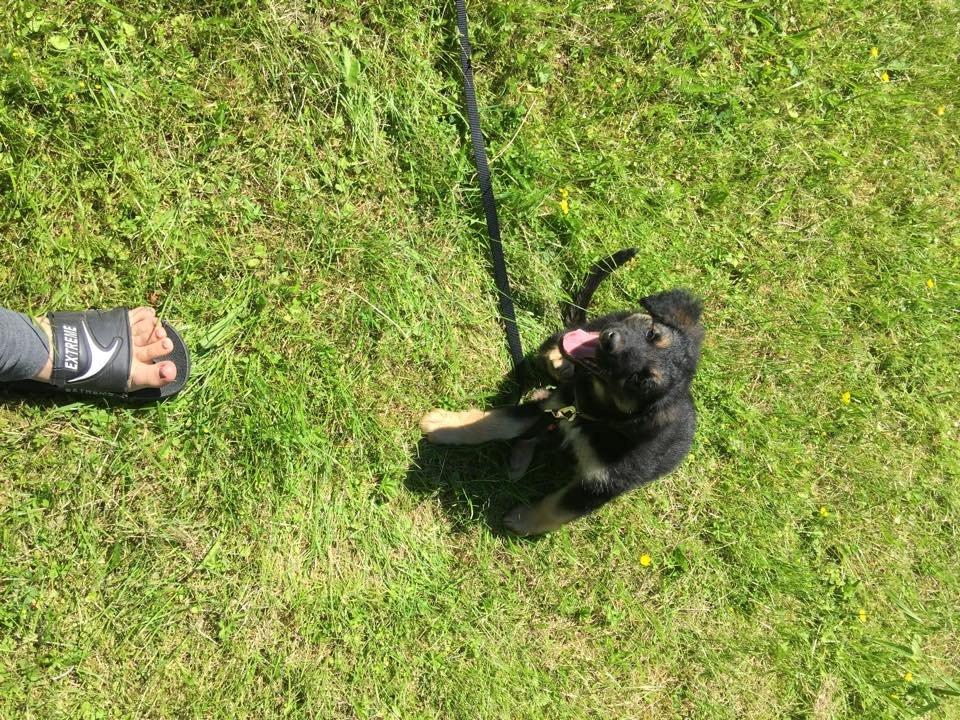 Blanding af racer Balou billede 4