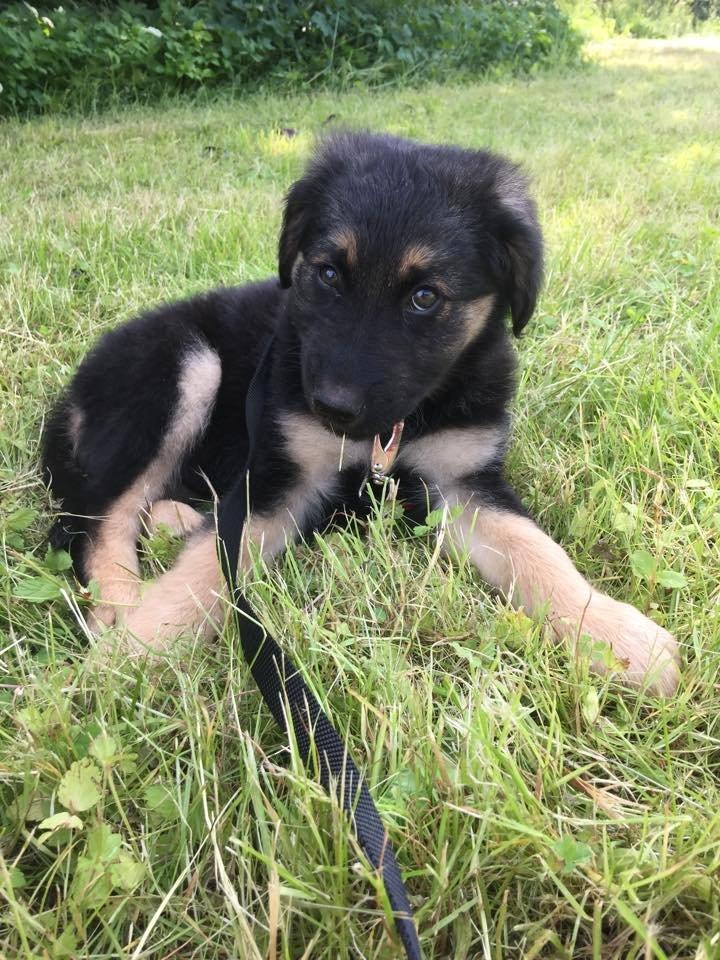 Blanding af racer Balou billede 1