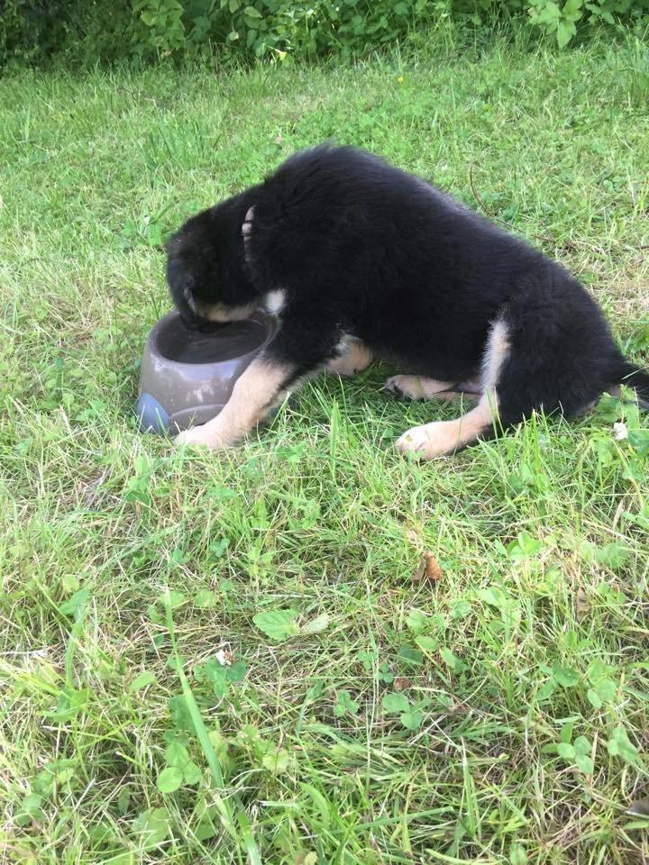 Blanding af racer Balou billede 2