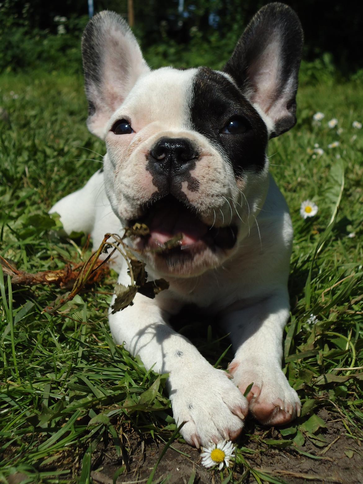 Fransk bulldog Fie billede 1