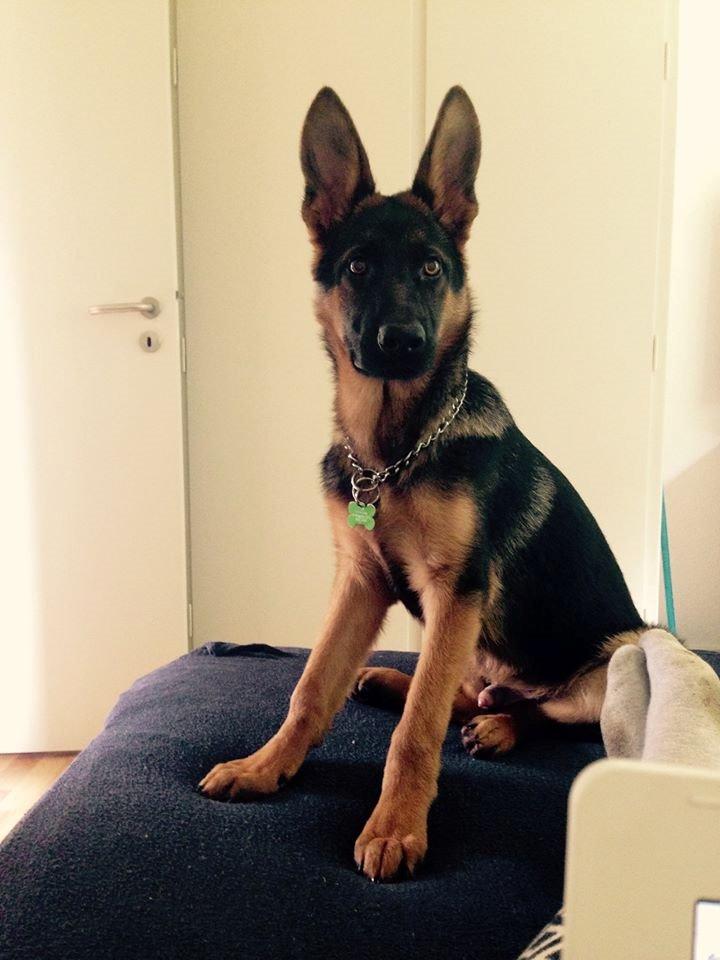 Schæferhund Rapi Enosch (Odin) billede 14