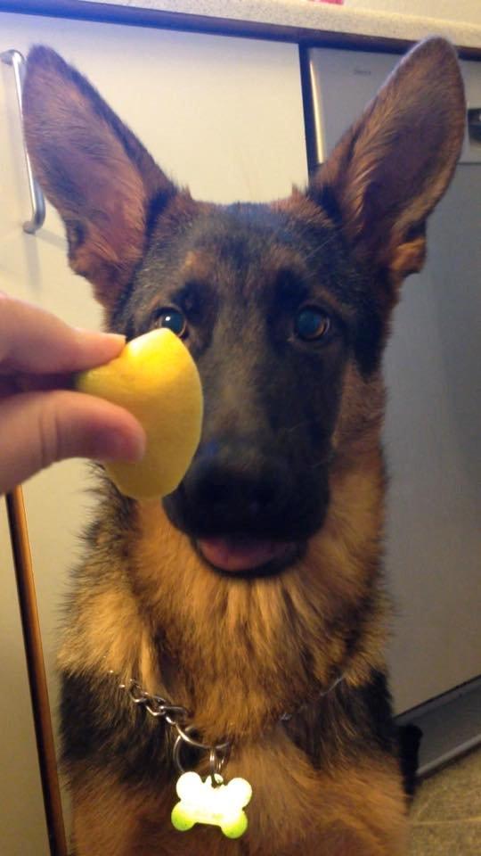 Schæferhund Rapi Enosch (Odin) billede 15