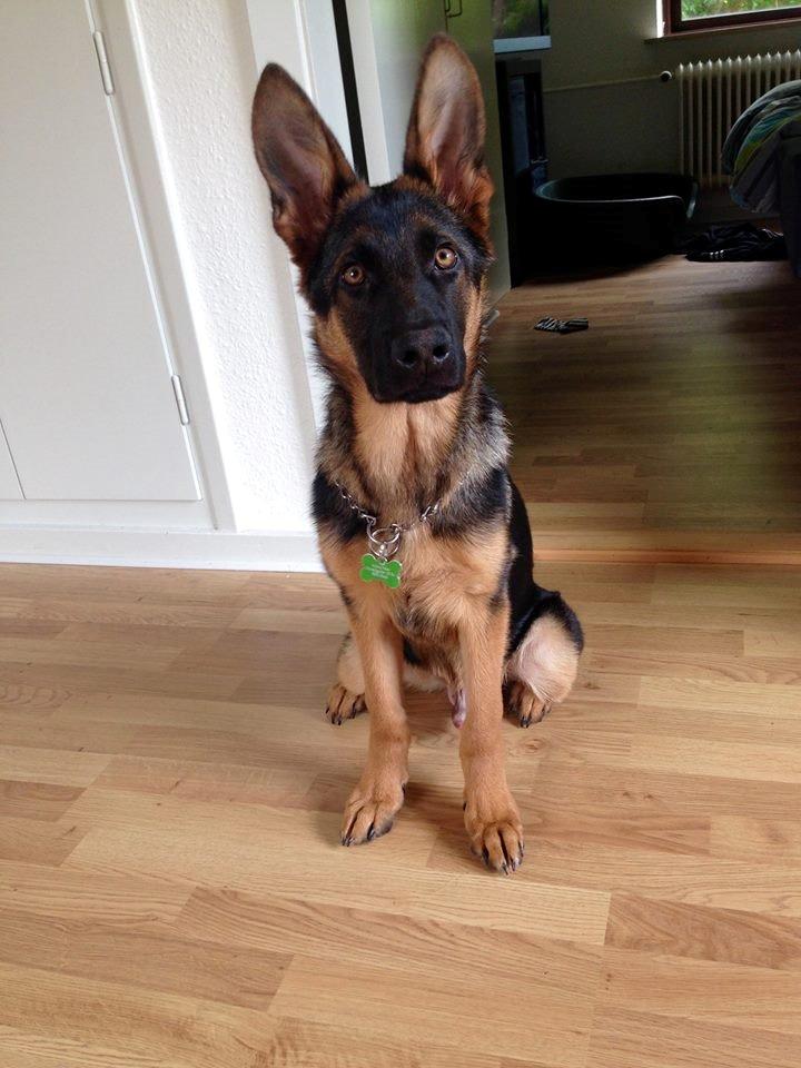 Schæferhund Rapi Enosch (Odin) - Rapi Enosch - 6,5 mdr - 18,5 kg billede 8