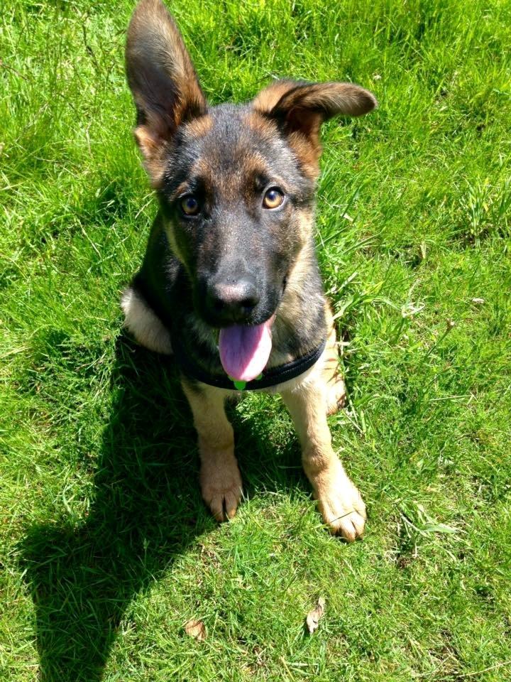 Schæferhund Rapi Enosch (Odin) - Rapi Enosch - 4,5 mdr - 11,2 kg billede 16