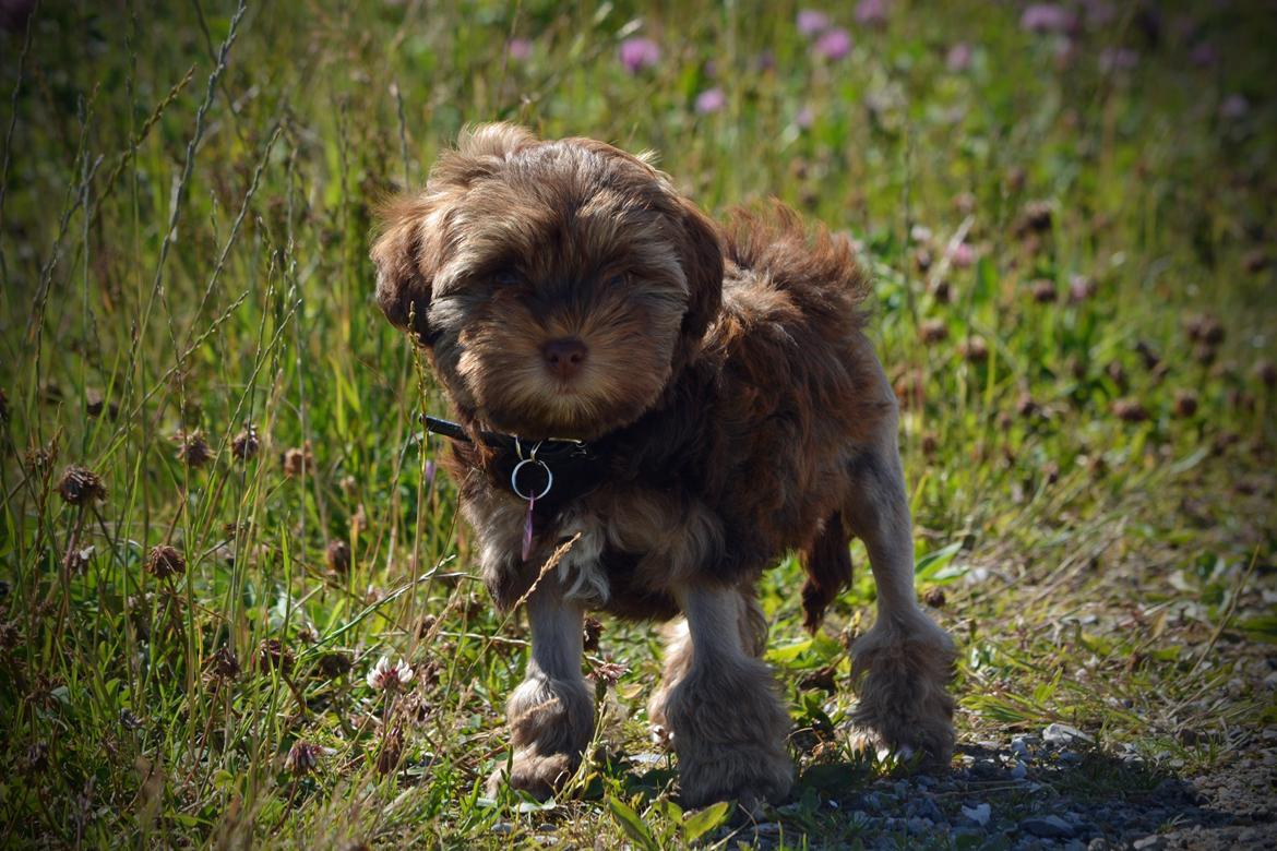 Løwchen Lions of Denmark Hot Brandy ´n Cream *Gabie* billede 17