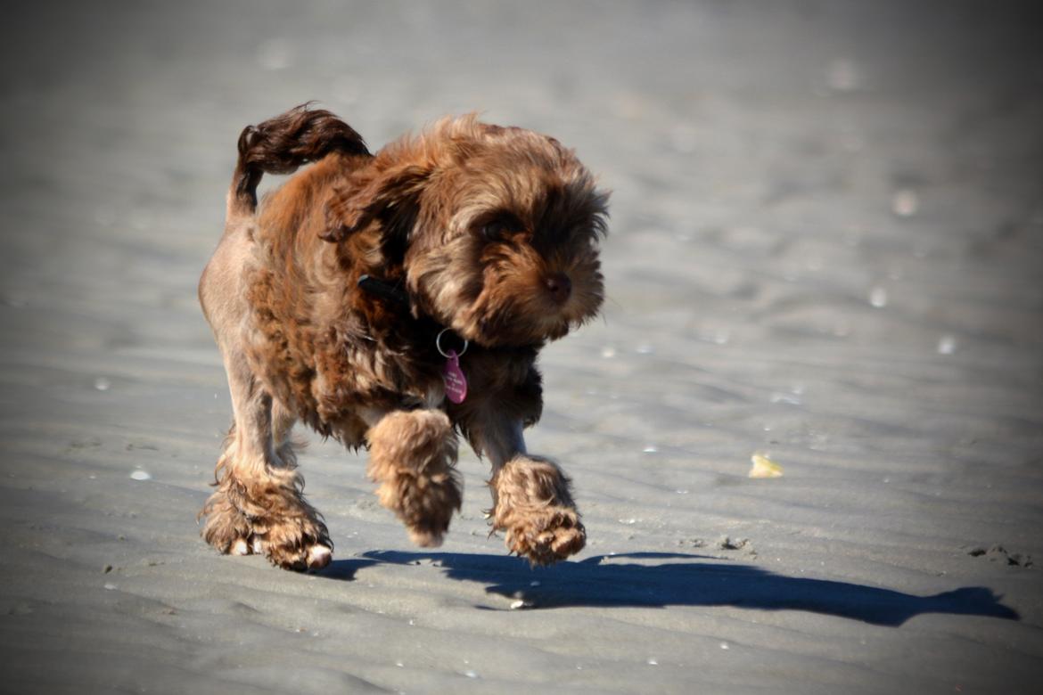 Løwchen Lions of Denmark Hot Brandy ´n Cream *Gabie* billede 18