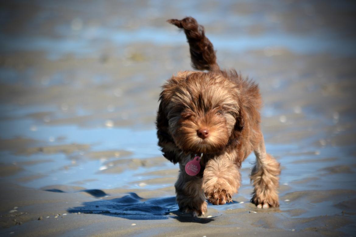 Løwchen Lions of Denmark Hot Brandy ´n Cream *Gabie* billede 19