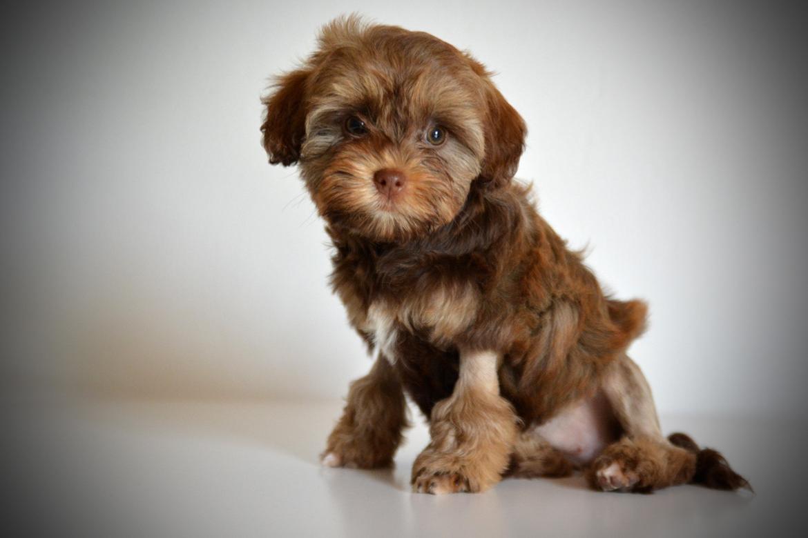 Løwchen Lions of Denmark Hot Brandy ´n Cream *Gabie* billede 4