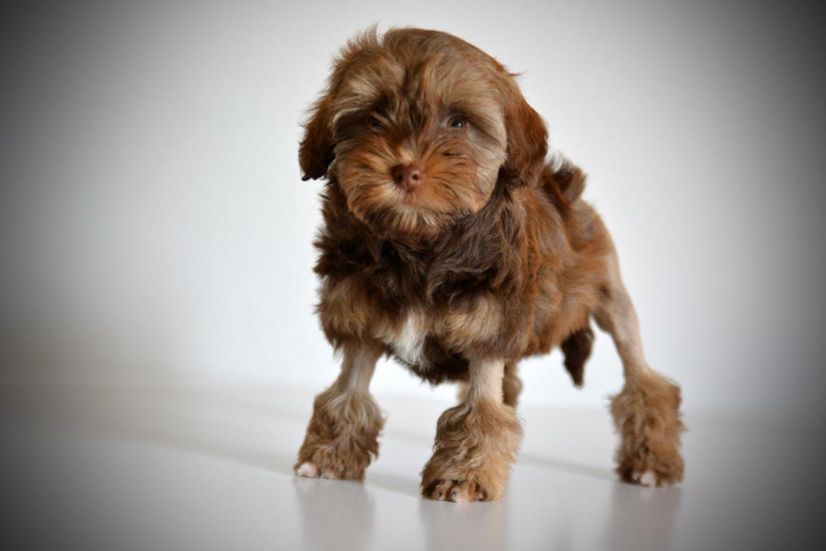 Løwchen Lions of Denmark Hot Brandy ´n Cream *Gabie* billede 21