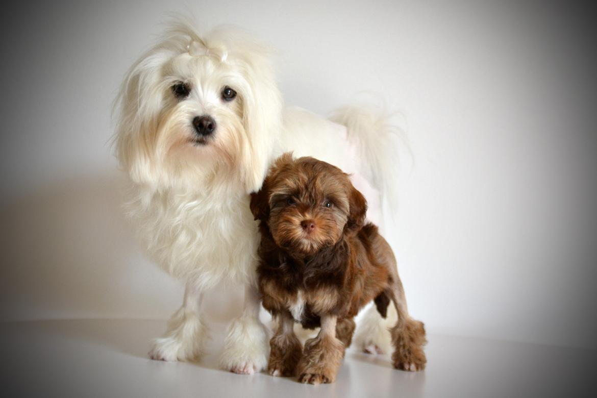 Løwchen Lions of Denmark Hot Brandy ´n Cream *Gabie* billede 22