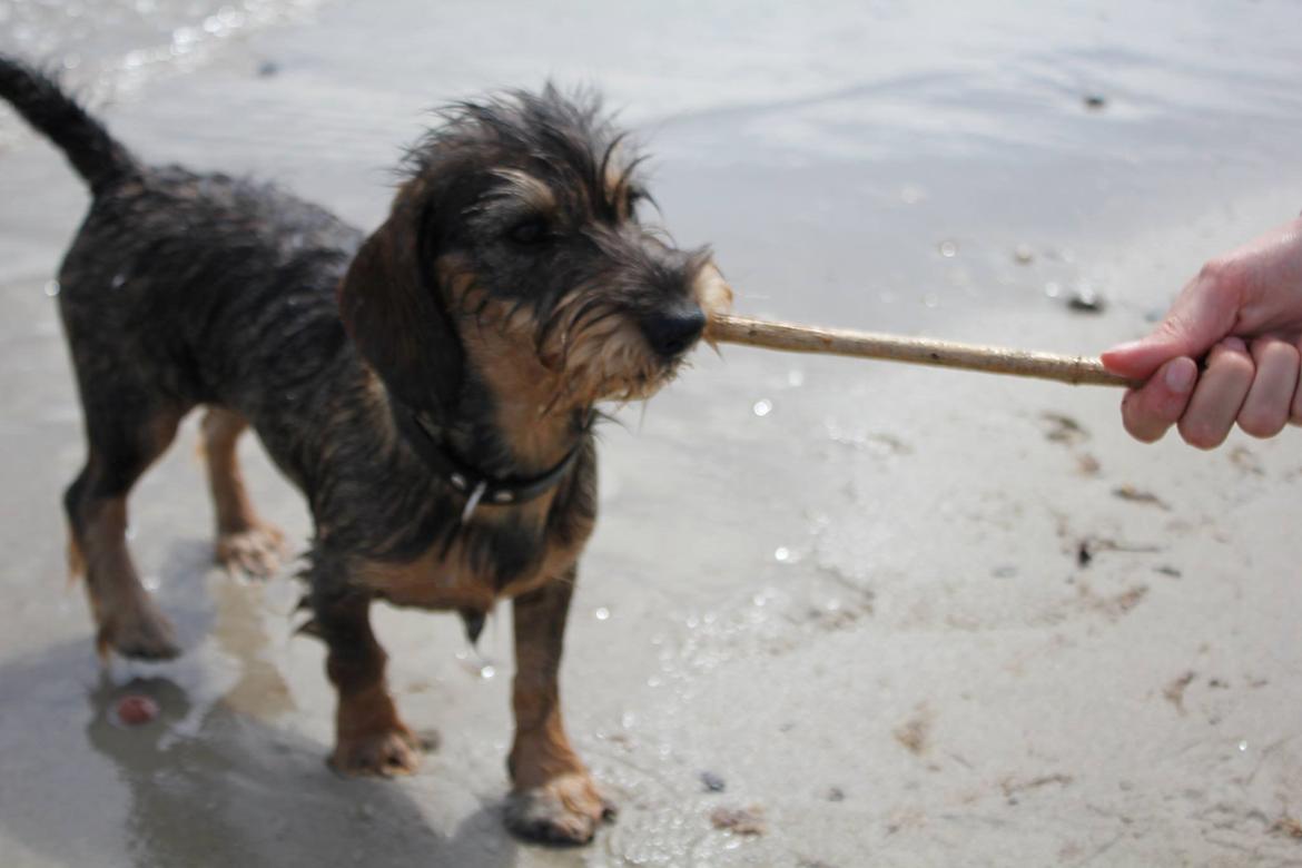 Gravhund Møffe billede 4