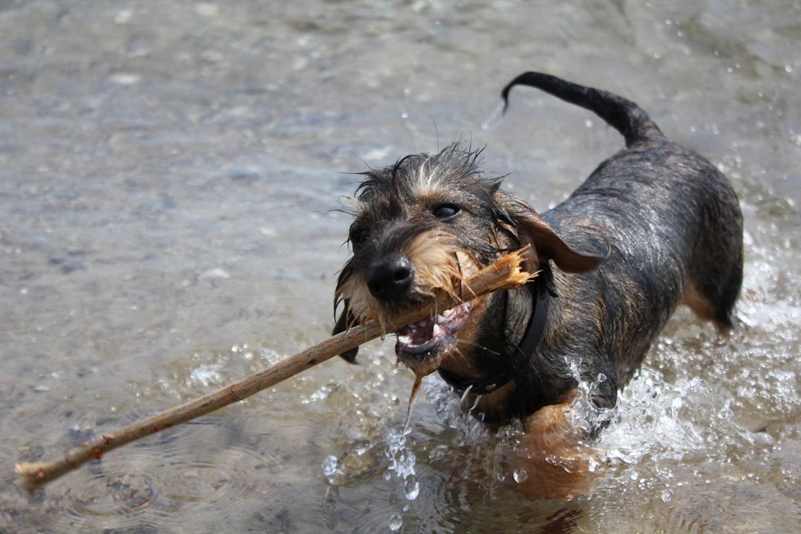 Gravhund Møffe billede 5