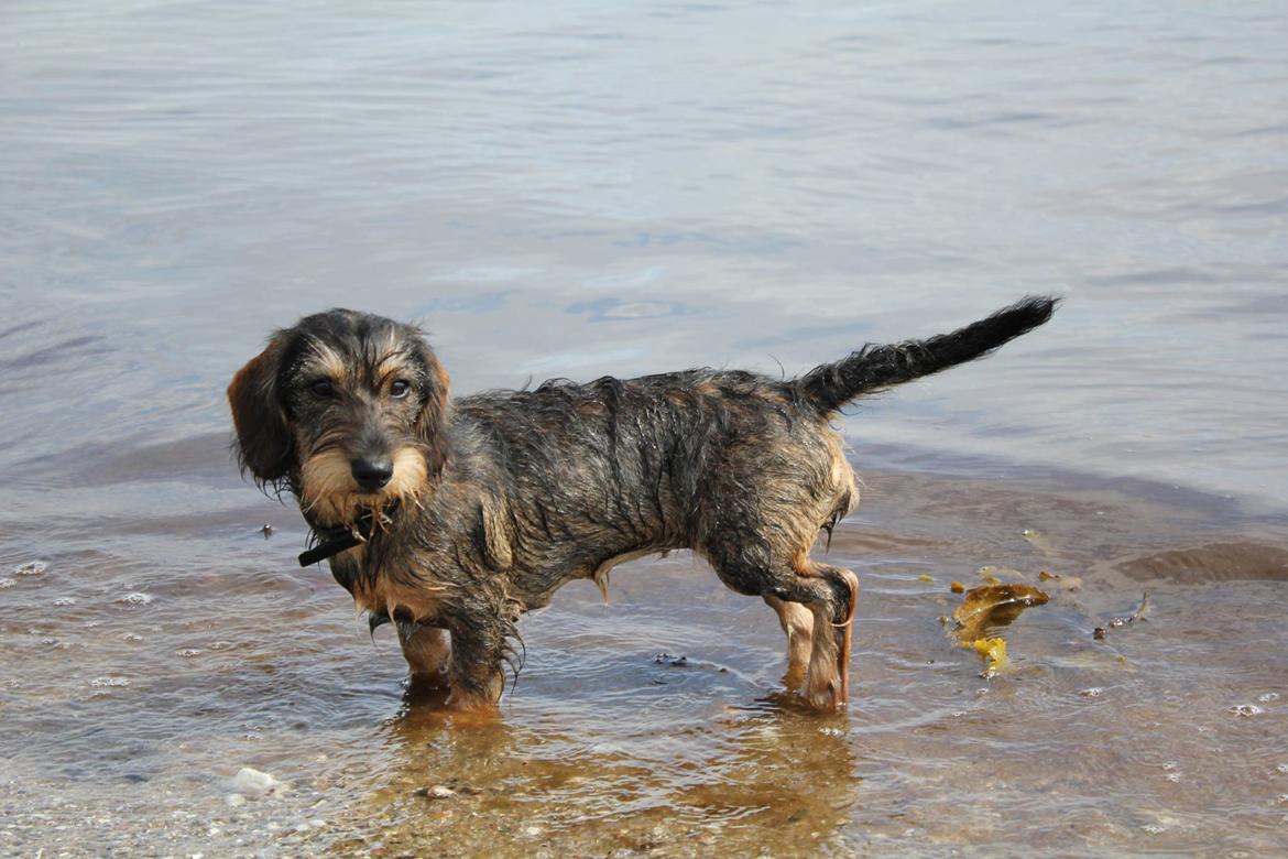 Gravhund Møffe billede 1