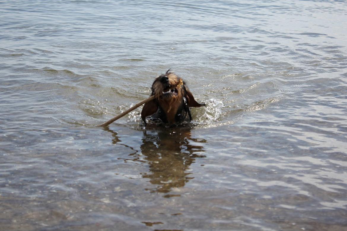 Gravhund Møffe billede 6