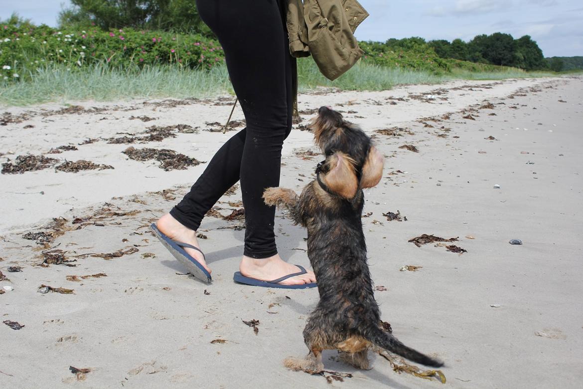 Gravhund Møffe billede 3