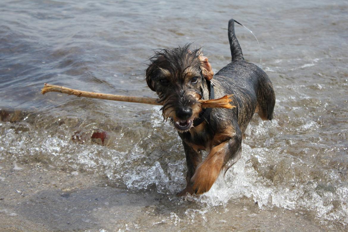 Gravhund Møffe billede 7