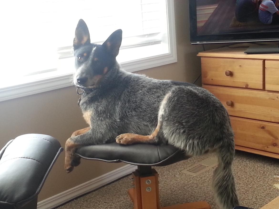Australsk cattledog Jack billede 1