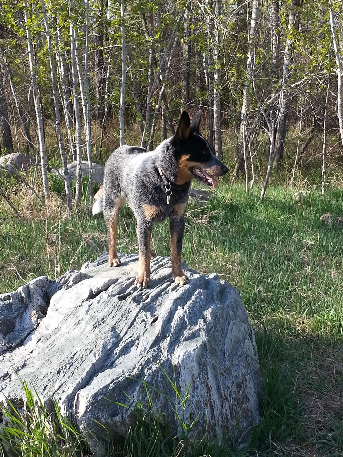 Australsk cattledog Jack billede 3