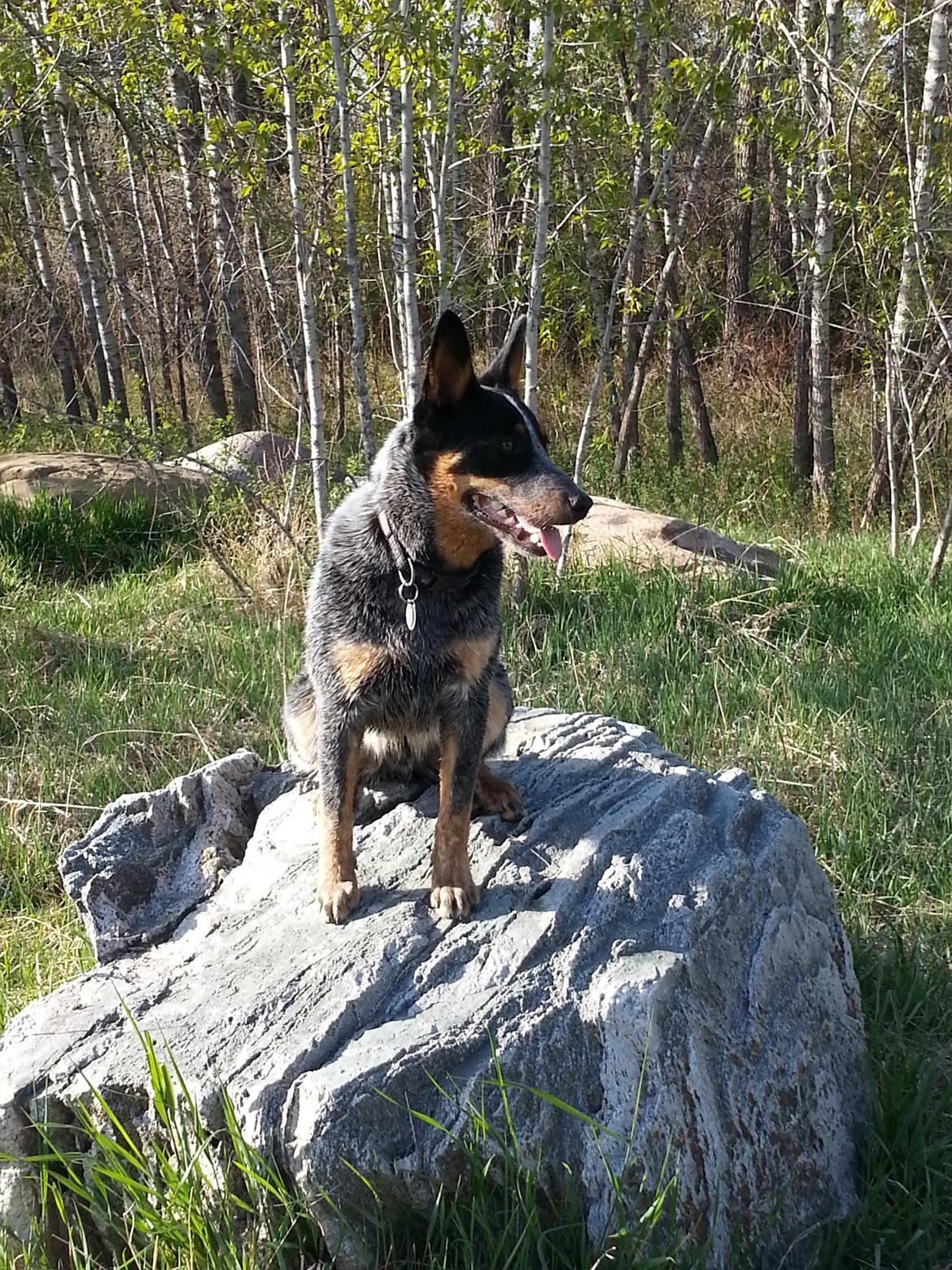 Australsk cattledog Jack billede 4