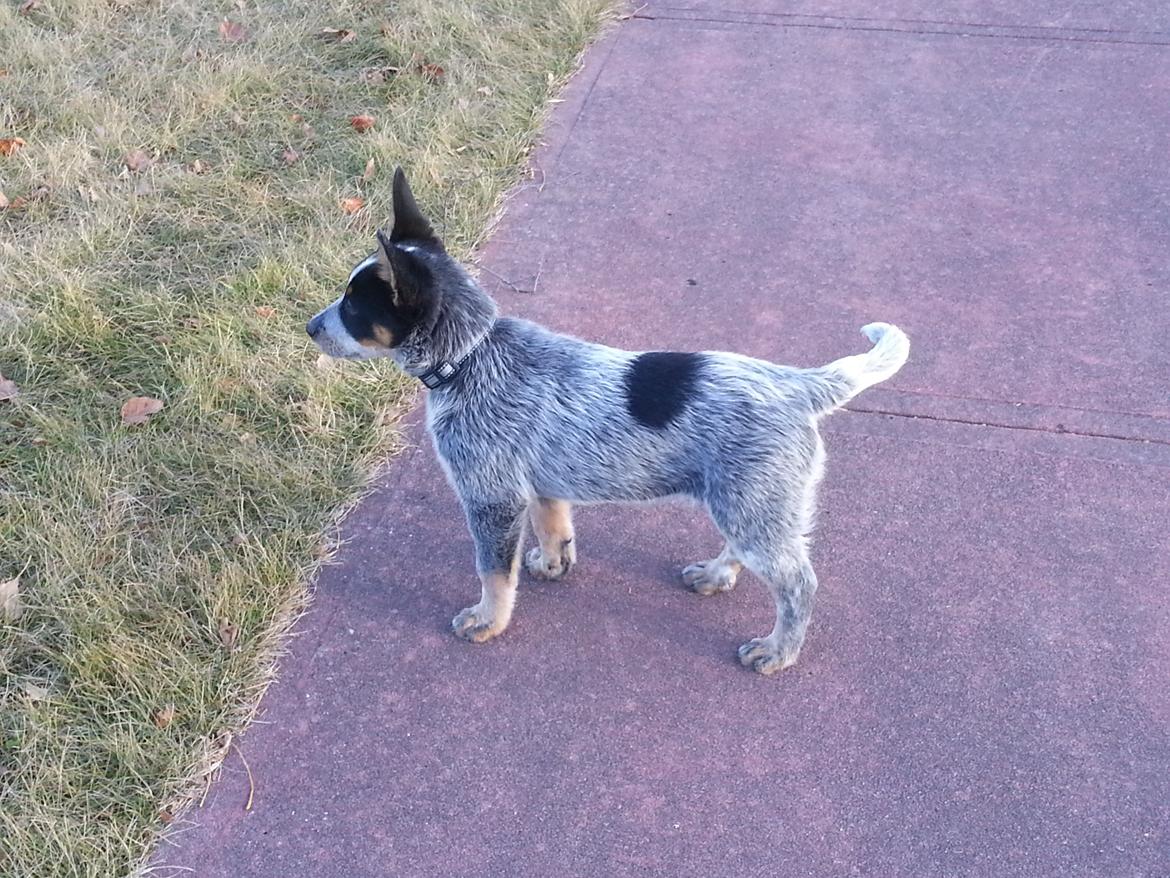 Australsk cattledog Jack billede 6