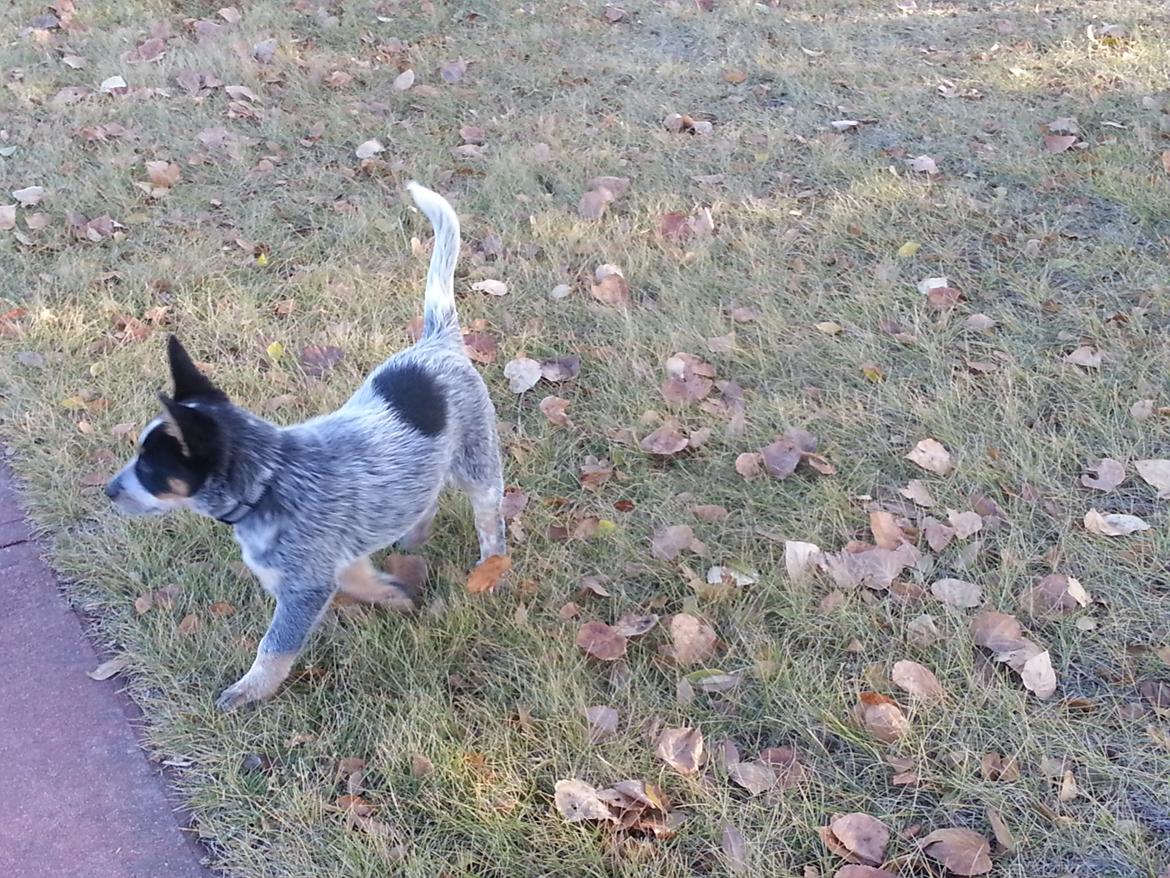 Australsk cattledog Jack billede 7