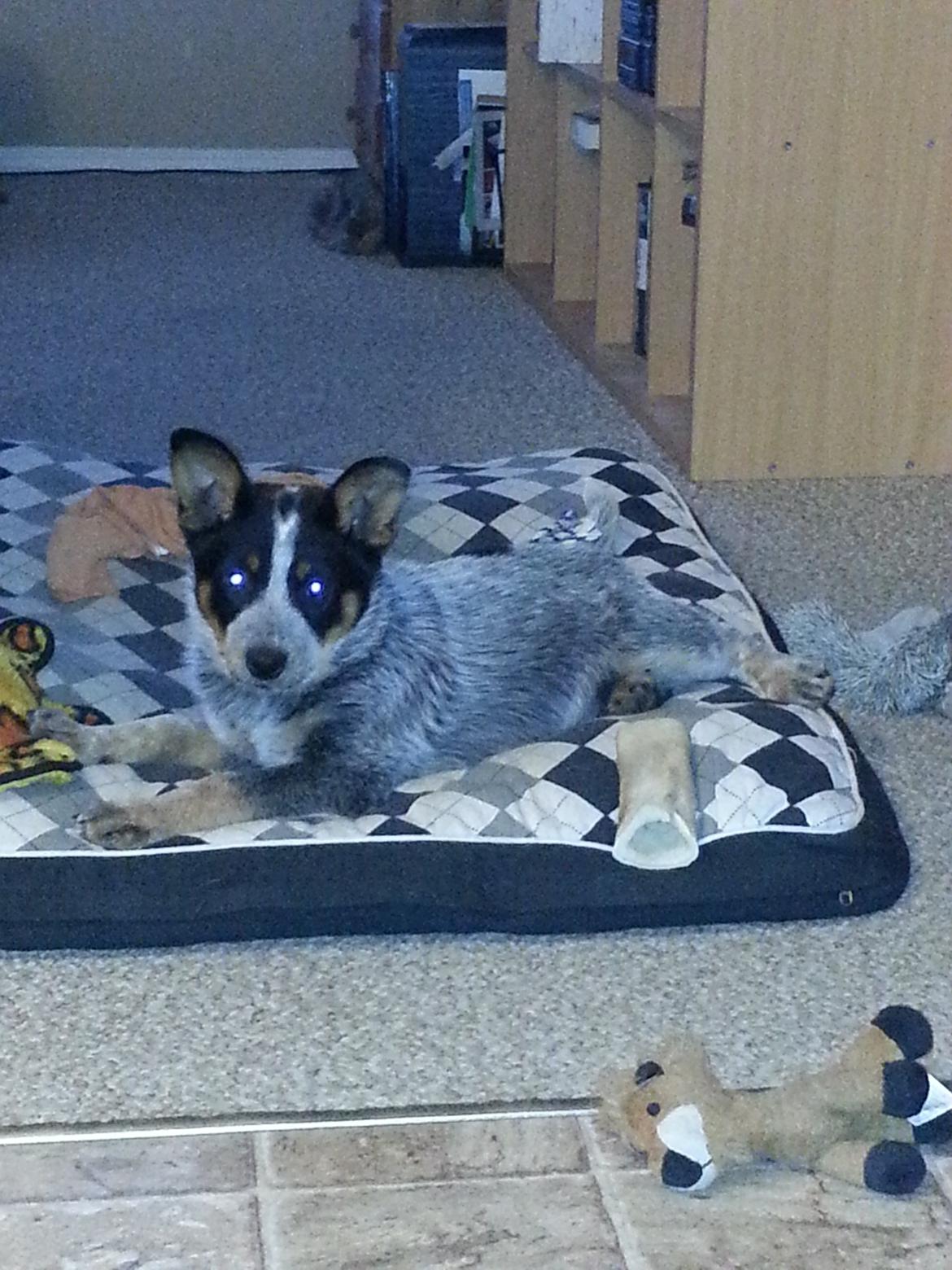 Australsk cattledog Jack billede 5