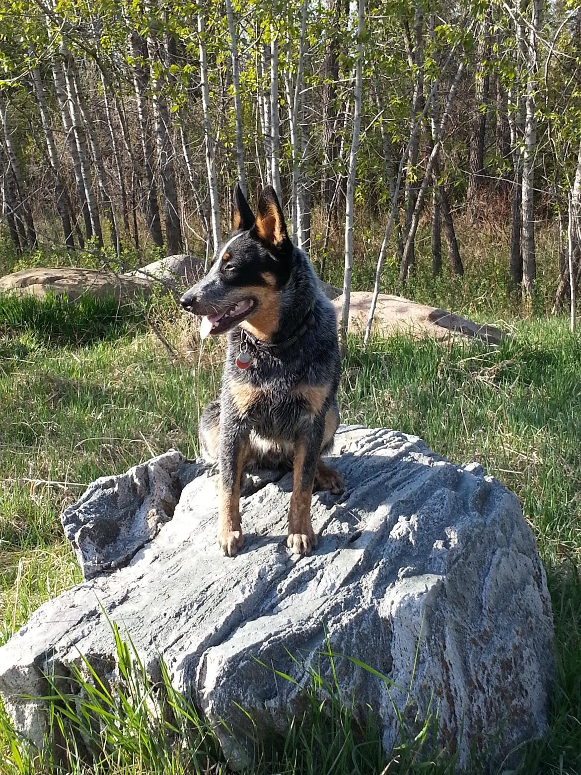 Australsk cattledog Jack billede 2