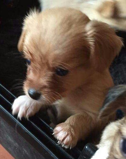 Blanding af racer Nala billede 6