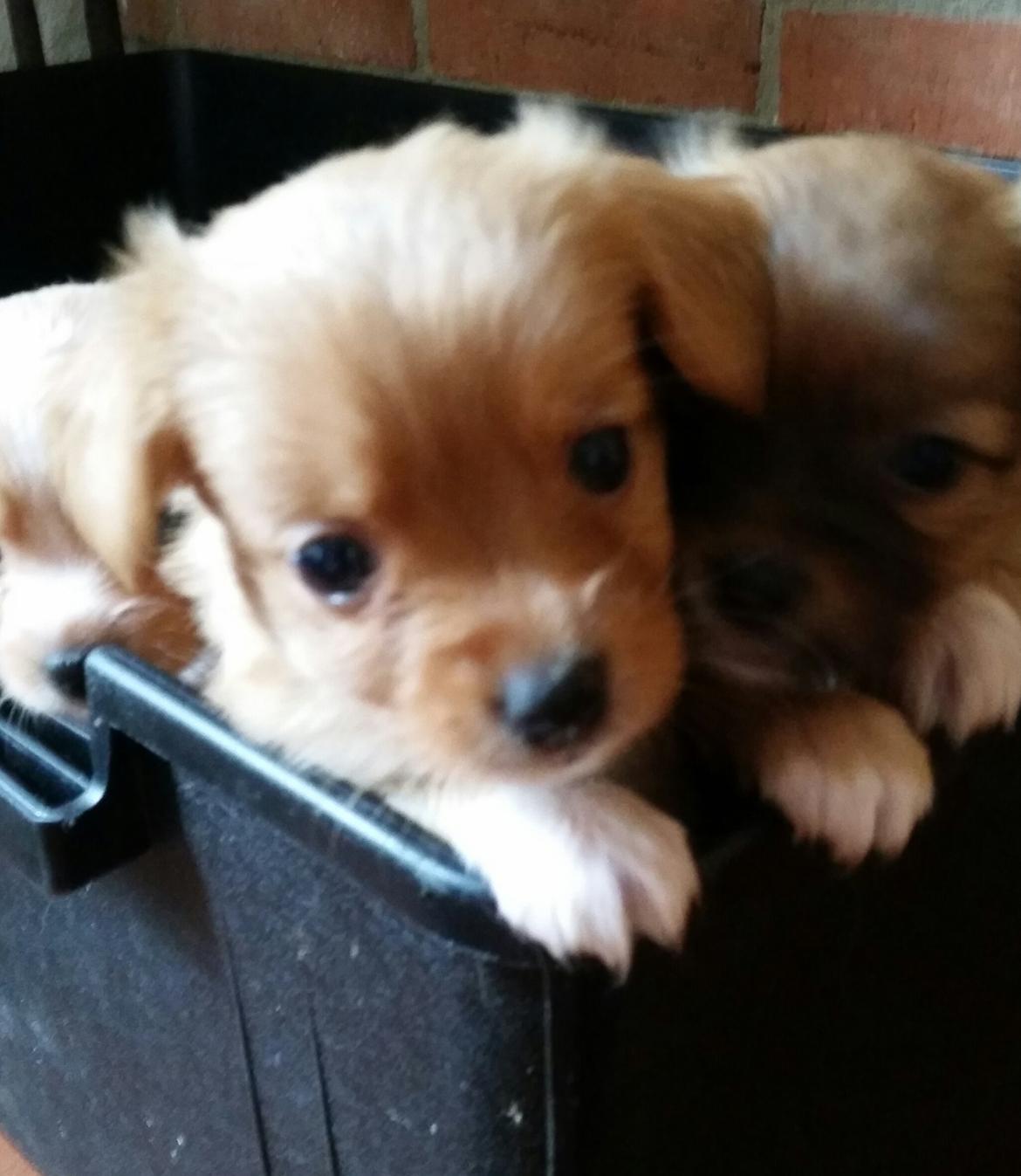 Blanding af racer Nala billede 3