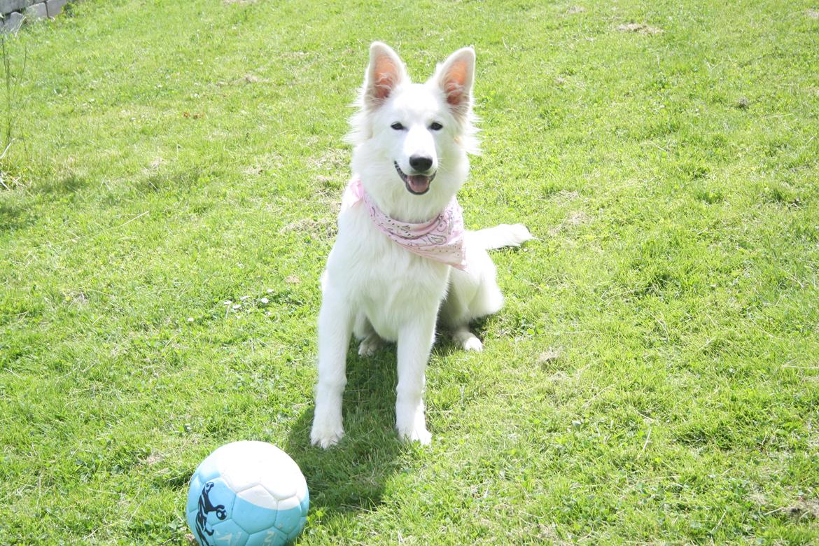 Hvid Schweizisk Hyrdehund Nica ( opdrætter navn Grammy) billede 2