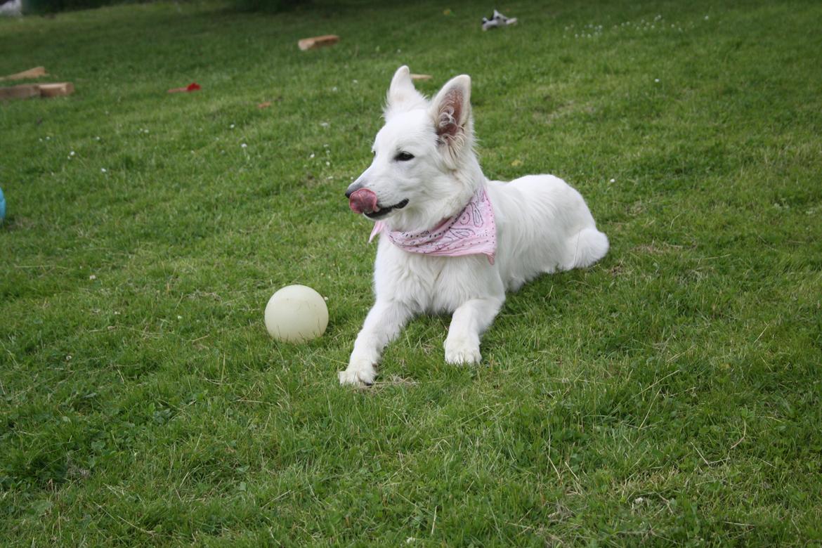 Hvid Schweizisk Hyrdehund Nica ( opdrætter navn Grammy) billede 4