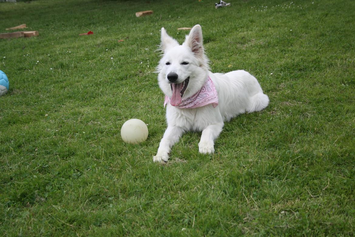 Hvid Schweizisk Hyrdehund Nica ( opdrætter navn Grammy) billede 1