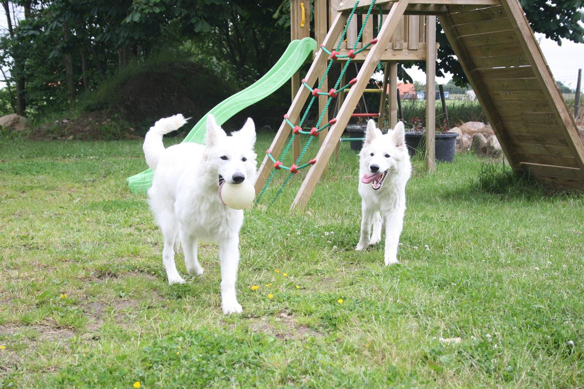 Hvid Schweizisk Hyrdehund Nica ( opdrætter navn Grammy) billede 6